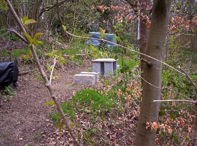 View from the path showing the new compost heap in the background.