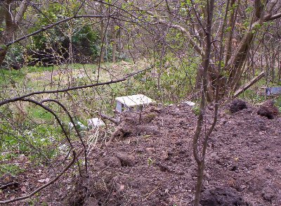 View from the rear showing the overspill from the bog garden.