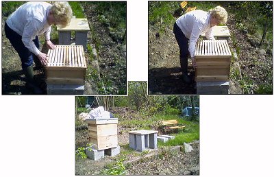 Susan constructs the hive on its plinth.