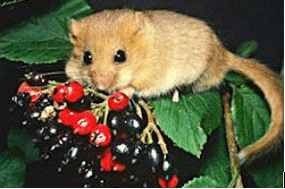Hazel Dormouse