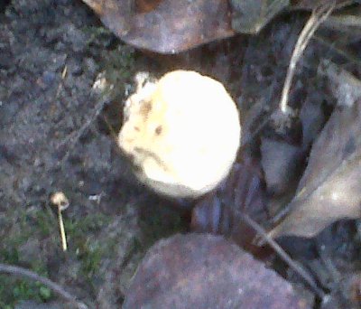 An 'Earth Ball'
