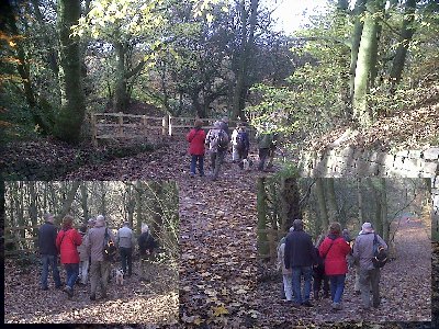 The group rambles onwards into the wood.