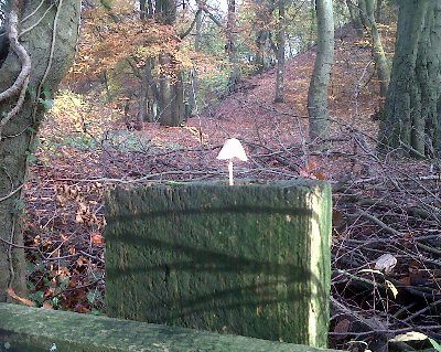 One lone mushroom finds a rather bizarre spot to find nutrients!