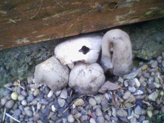 Ink Caps