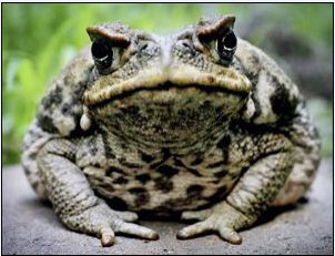 Is the cane toad really such a scourge?