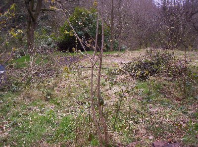 The proposed site.