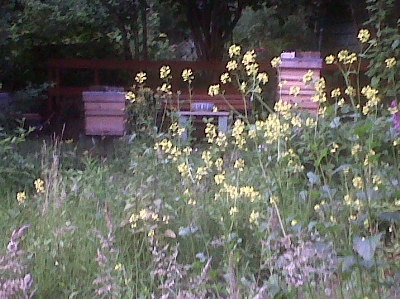 One of the established meadows showing beehives and the new fence to the rear.