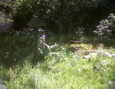 The growing meadow with a view of the birdfeeder.