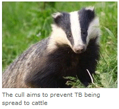 The cull aims to prevent TB being spread to cattle