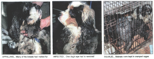 APPALLING... Many of the breeds had matted ~r INFECTED... One dog's eye had 	    to rernoved SQUALID... AI*nals were kepi I~i ~ Cag.8 