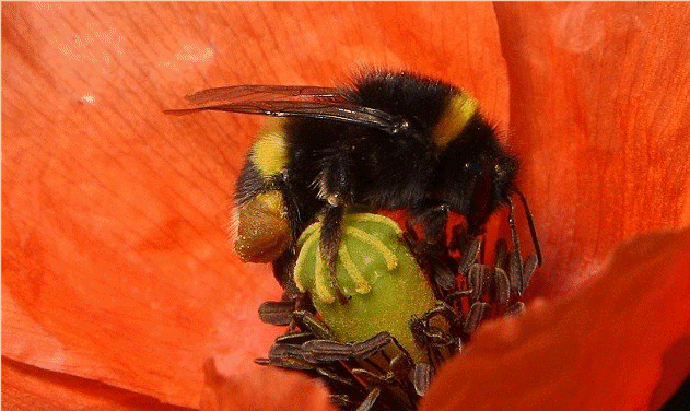 Press Association - Scientists say bumblebees are able to find and decipher weak electric signals emitted by flowers