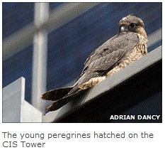 The young peregrines hatched on the CIS tower