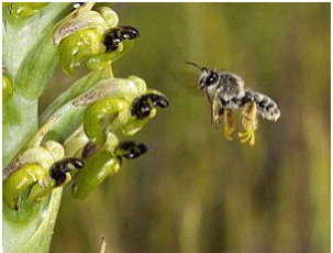 You're my kinda bee (Image: A. Pauw)