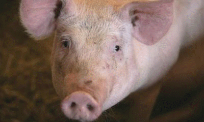  A pig is smarter than a dog,click to see