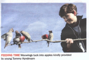 FEEDING TIME Waxwings tuck into apples kindly providled by young Tommy Hyndmam