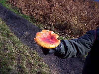 Fly Agaric mushroom - one of a few varieties we came across.