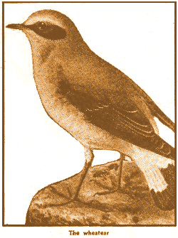 The Wheatear
