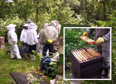 The frames are lifted from the hive to show the honey cells.