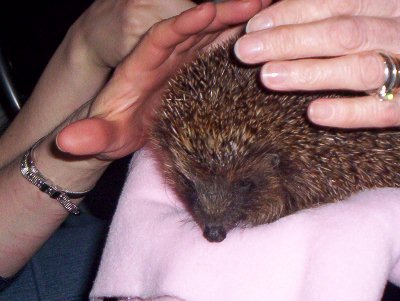 A close up of the hedgehog.