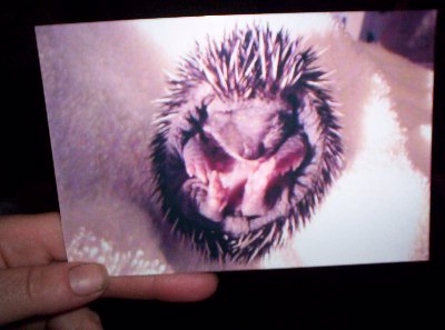 Just when we thought they could not be any smaller - a photo of a baby hedgehog.