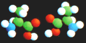 These are the left and right-handed forms of the amino acid alanine.In the human body,each of the 20 amino acids occurs in one chiral form only.