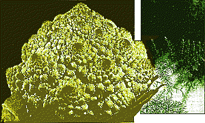 A broccoli head readily shows spiralling and affine processes