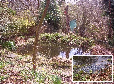 The pond with newly laid frogspawn (inset).