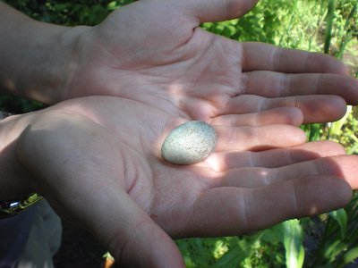 Also found today - an egg, sitting on the Herb Tablet.